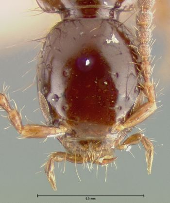 Media type: image;   Entomology 24103 Aspect: head frontal view